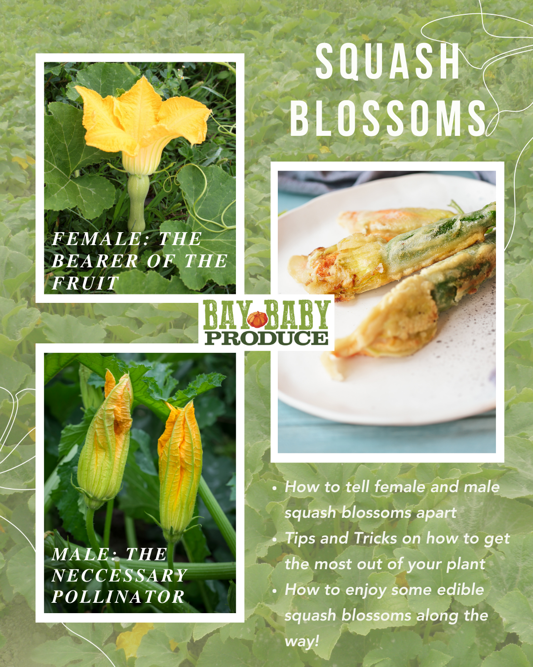 Squash Blossoms: How to Identify the Differences Between Females and M   Bay Baby Produce