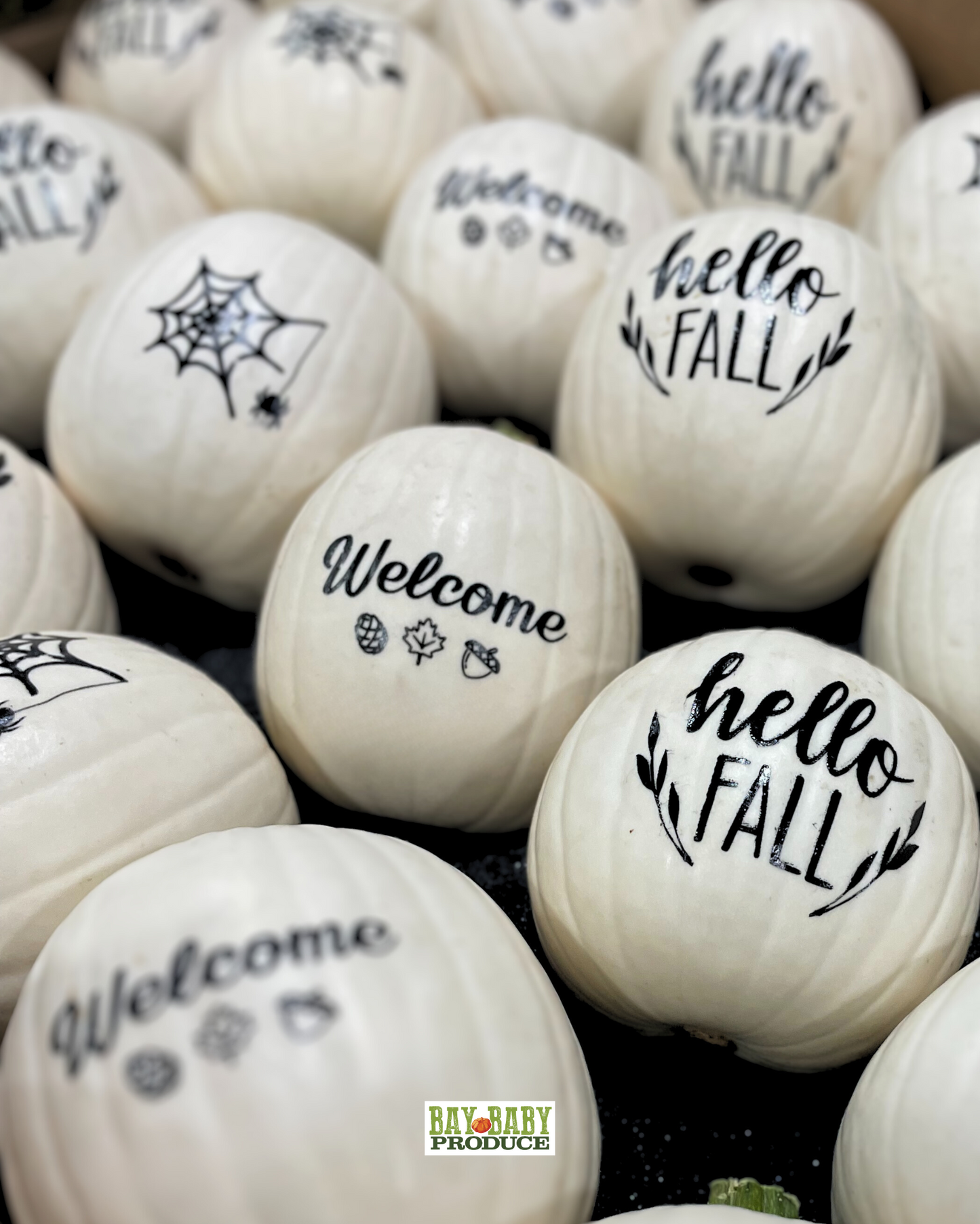 6 CT Painted White Luna Silhouette Pumpkins