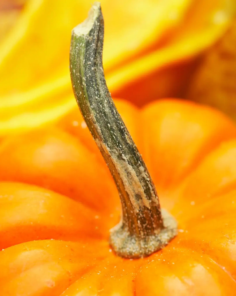 10 Creative Dried Pumpkin Stem Projects to Try This Fall