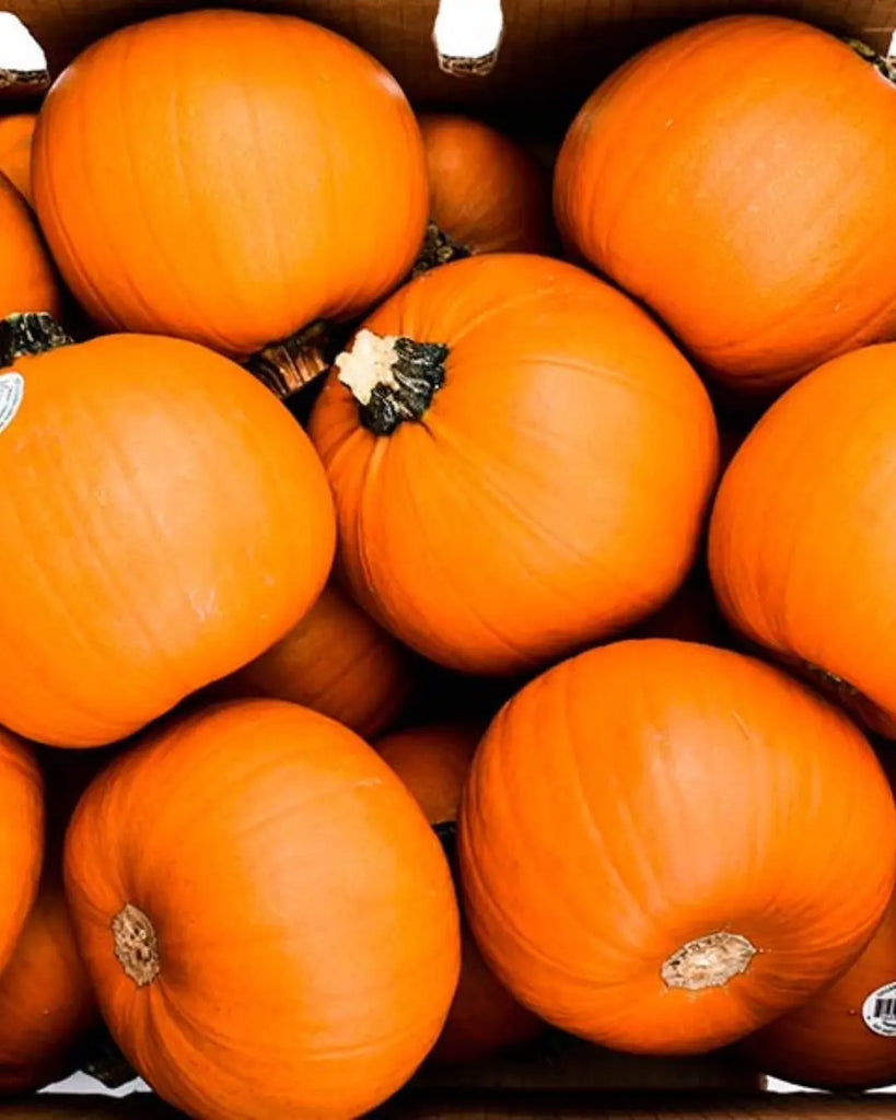 Best Quality Pumpkins: How to Choose the Perfect Picks for Fall