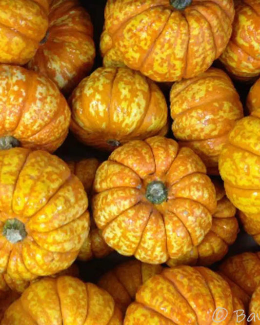Dune Ornamental Pumpkin: Unique Varieties for Rustic Fall Decorating