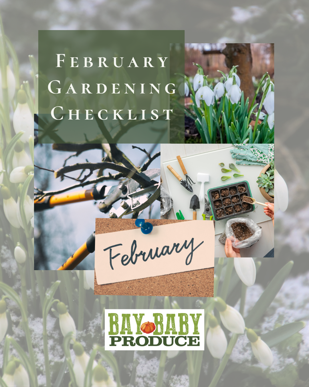 February Hobby Gardening Checklist