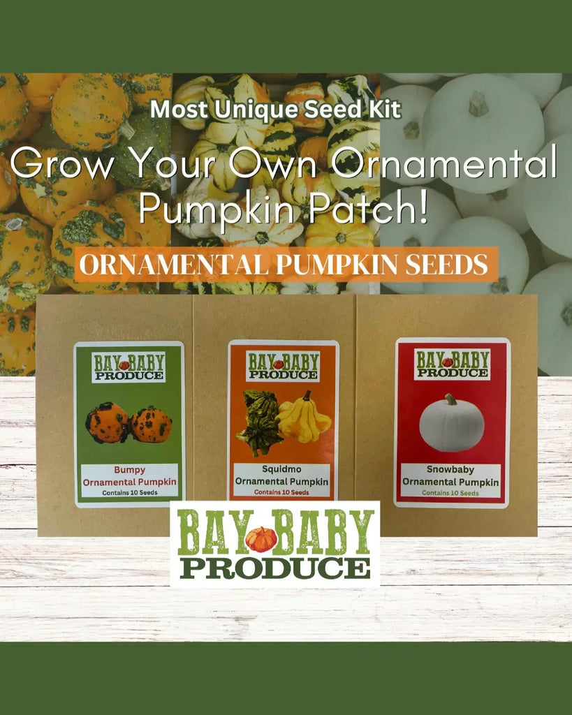 ornamental pumpkin varieties