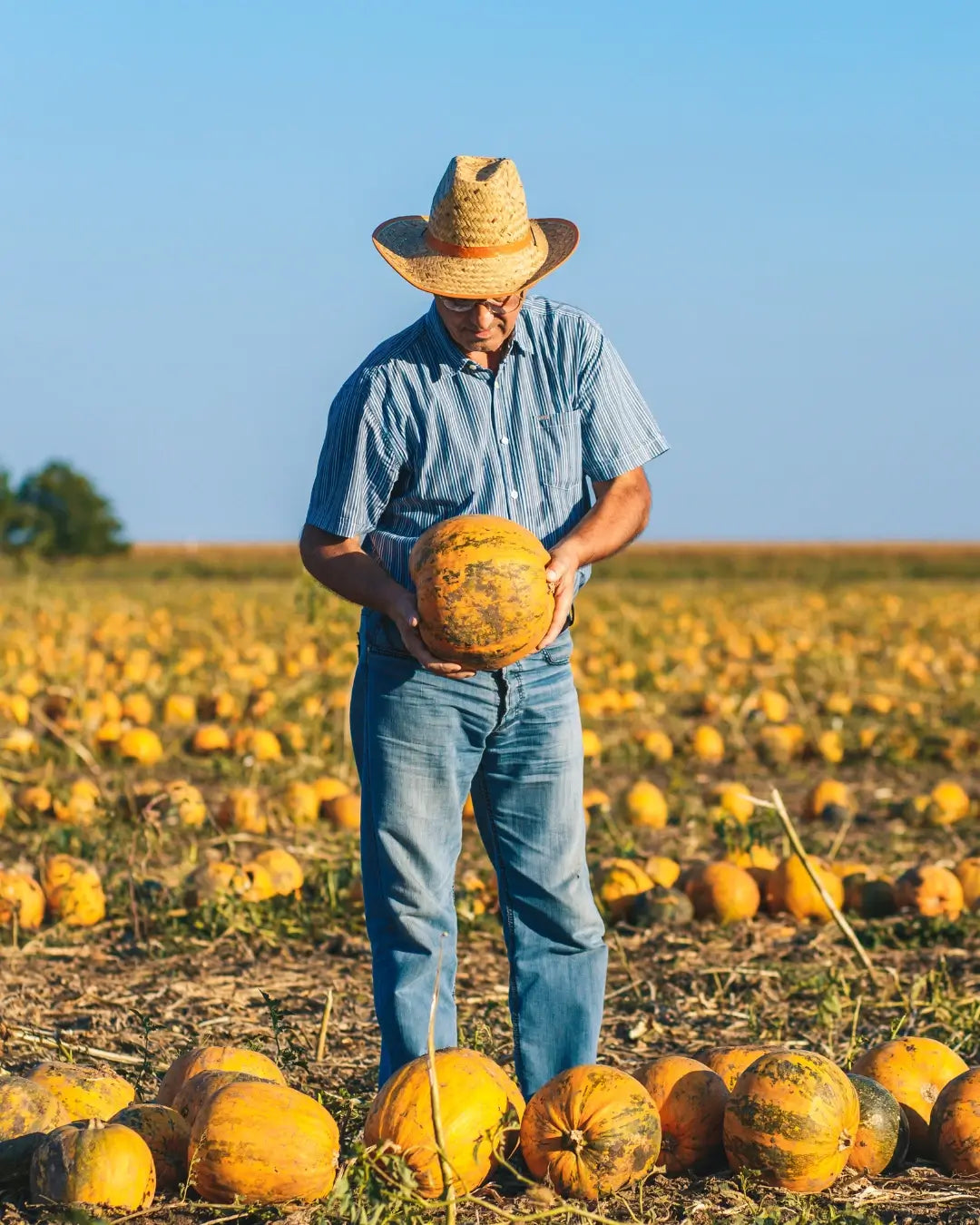 How Farmers Prepare for Pumpkin Season Long Before Spring