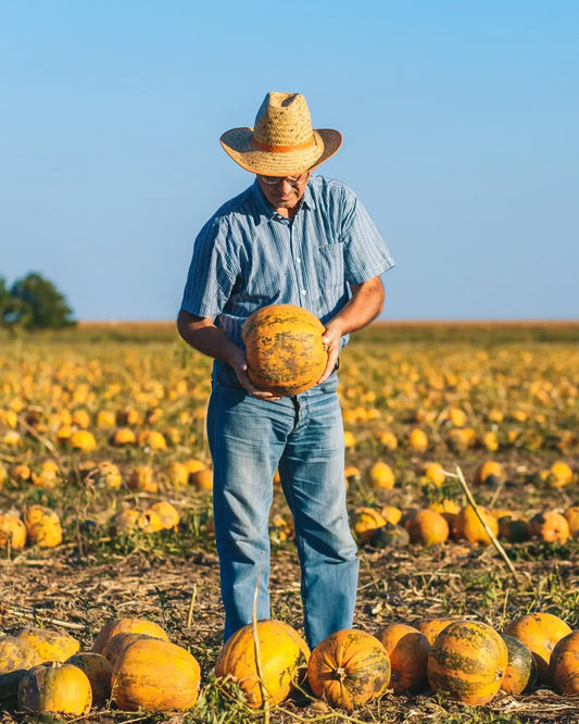How Farmers Prepare for Pumpkin Season Long Before Spring