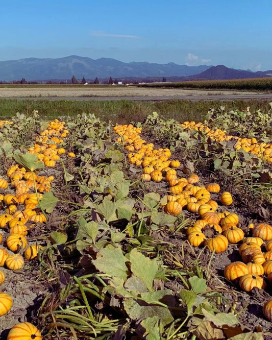 How to Build a Garden Plan That Includes Pumpkins and Squash