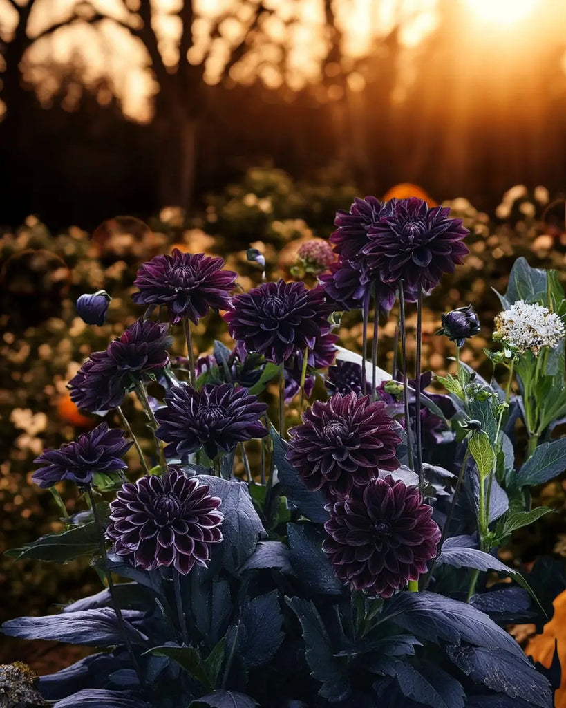 How to Create a Goth Garden Inspired by Wednesday Addams
