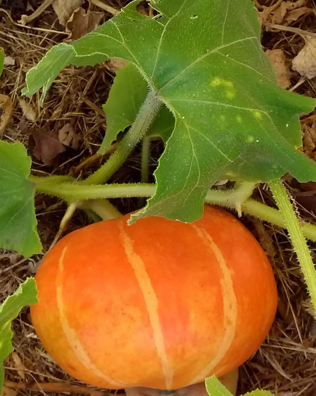 How to Identify Pumpkin Leaves and What They Tell You About Plant Health