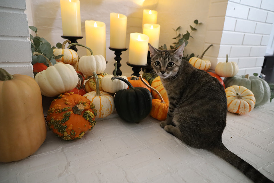Nook Decor with Winter Squash and Ornamental Pumpkins