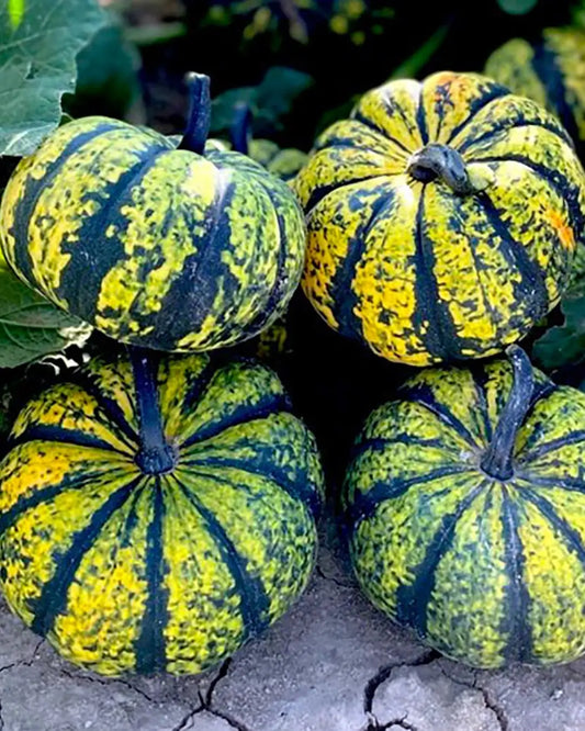 Lolita Pumpkins: Charming Ideas for Unique Fall Displays