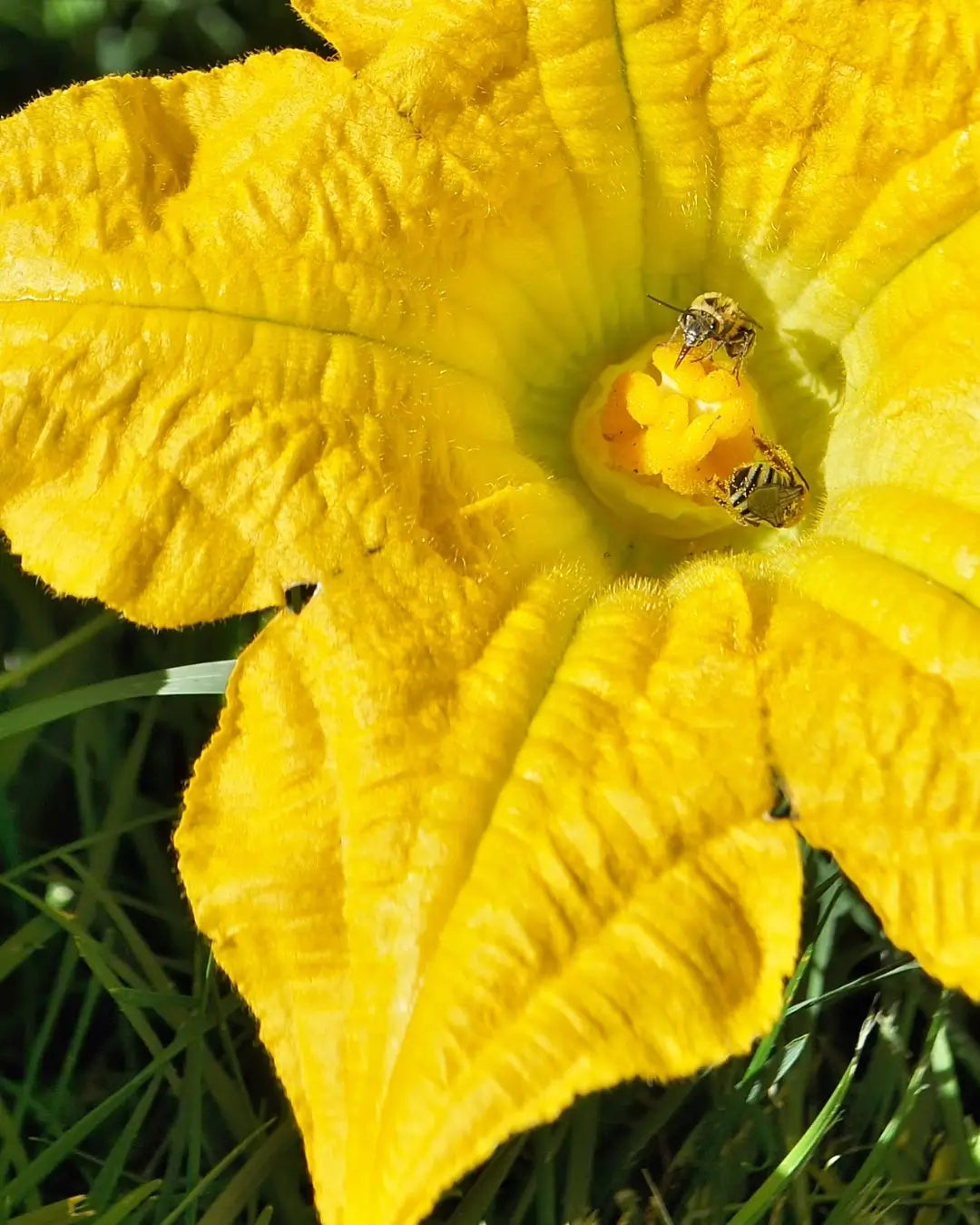Male vs Female Pumpkin Flowers and Why Both Matter for Your Garden