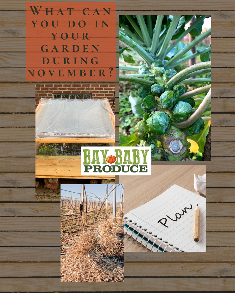 What can you do in your garden during the month of November?