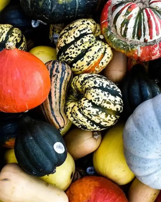 Planning Your Ornamental Pumpkin Patch for the Upcoming Season