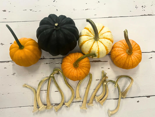 Real dried pumpkin stems for crochet, fabric, velvet, and faux pumpkin crafts