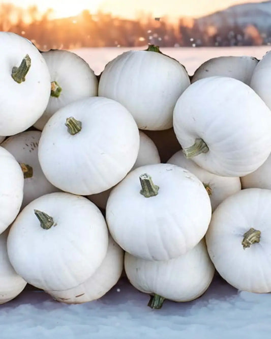 Snow Baby Pumpkins: Adorable Ideas for Winter and Fall Decor