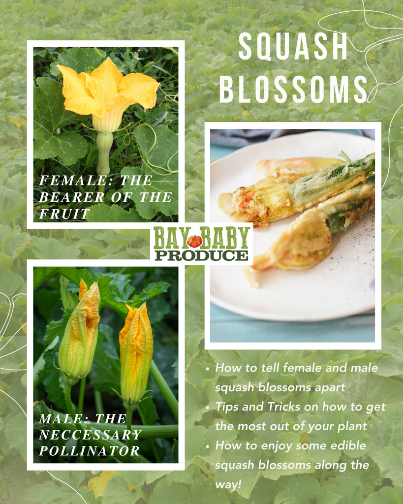 Squash Blossoms: How to Identify the Differences Between Females and Males, When to Pinch the Blooms, and Recipes!