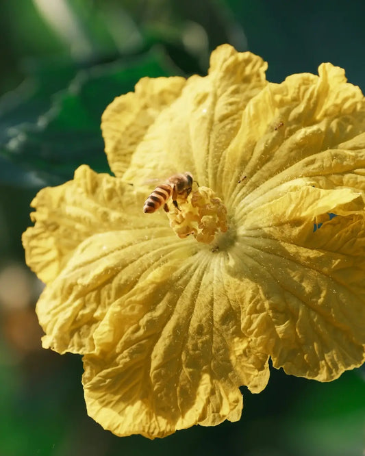 Squash Plant Flowers: What to Expect When Your Garden Starts Blooming