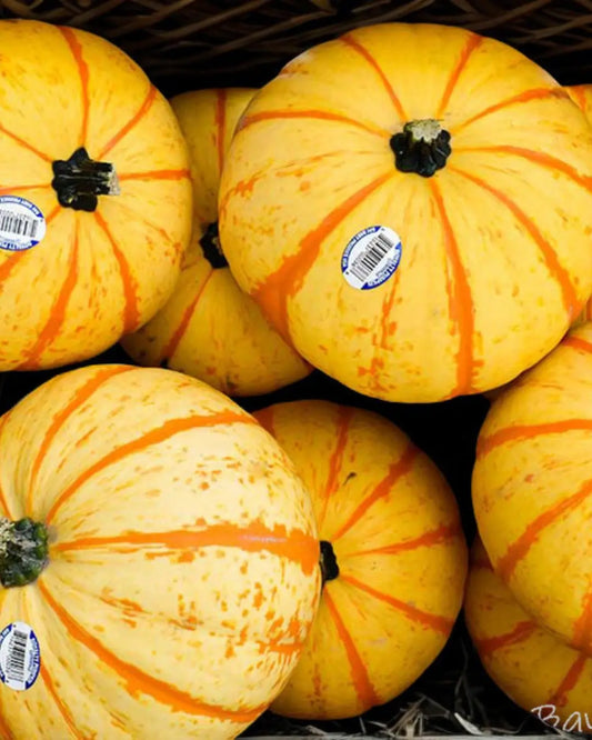 Striped Pumpkins: The Most Eye-Catching Varieties for Seasonal Decorating
