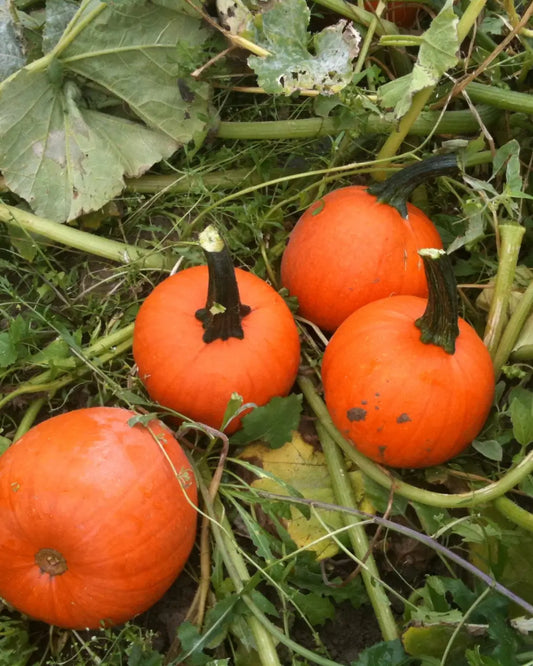 The Art of Planning a Pumpkin Patch Months in Advance