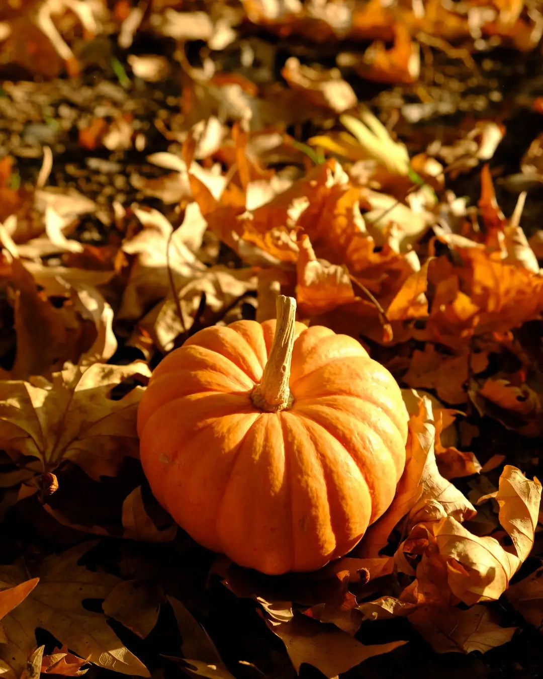The Quiet Season of Pumpkins: What Happens After the Harvest Ends