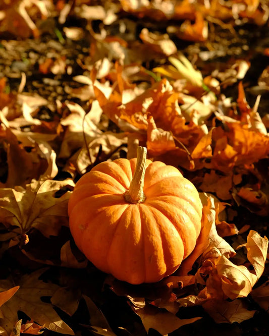 The Quiet Season of Pumpkins: What Happens After the Harvest Ends