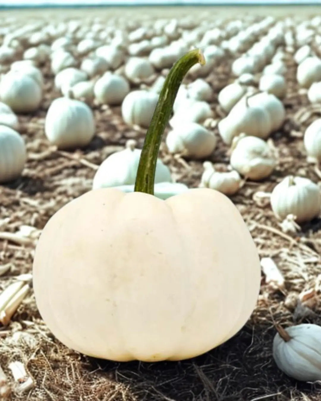 The Ultimate Guide to White Pumpkins for Fall Decor and Beyond