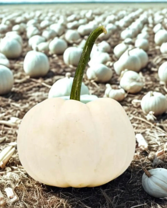 The Ultimate Guide to White Pumpkins for Fall Decor and Beyond