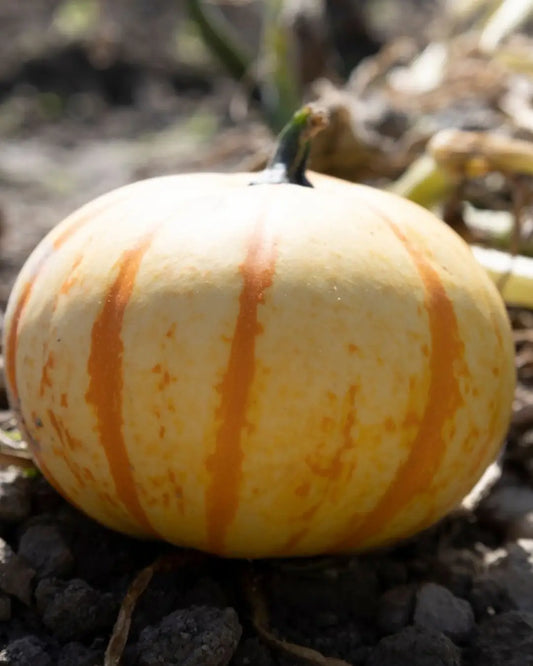 Tiger Stripe Pumpkins: Unique Patterns for Fall Decorating