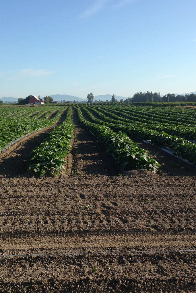 Growing Produce In Skagit Valley, Washington