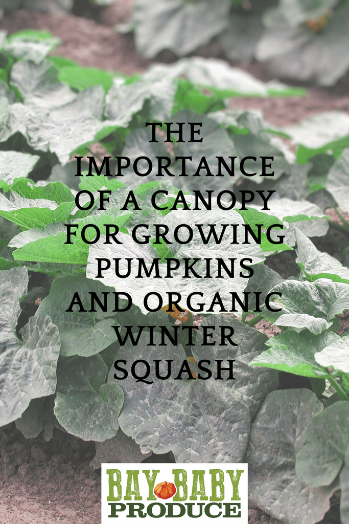 The Importance of a Canopy for Growing Pumpkins