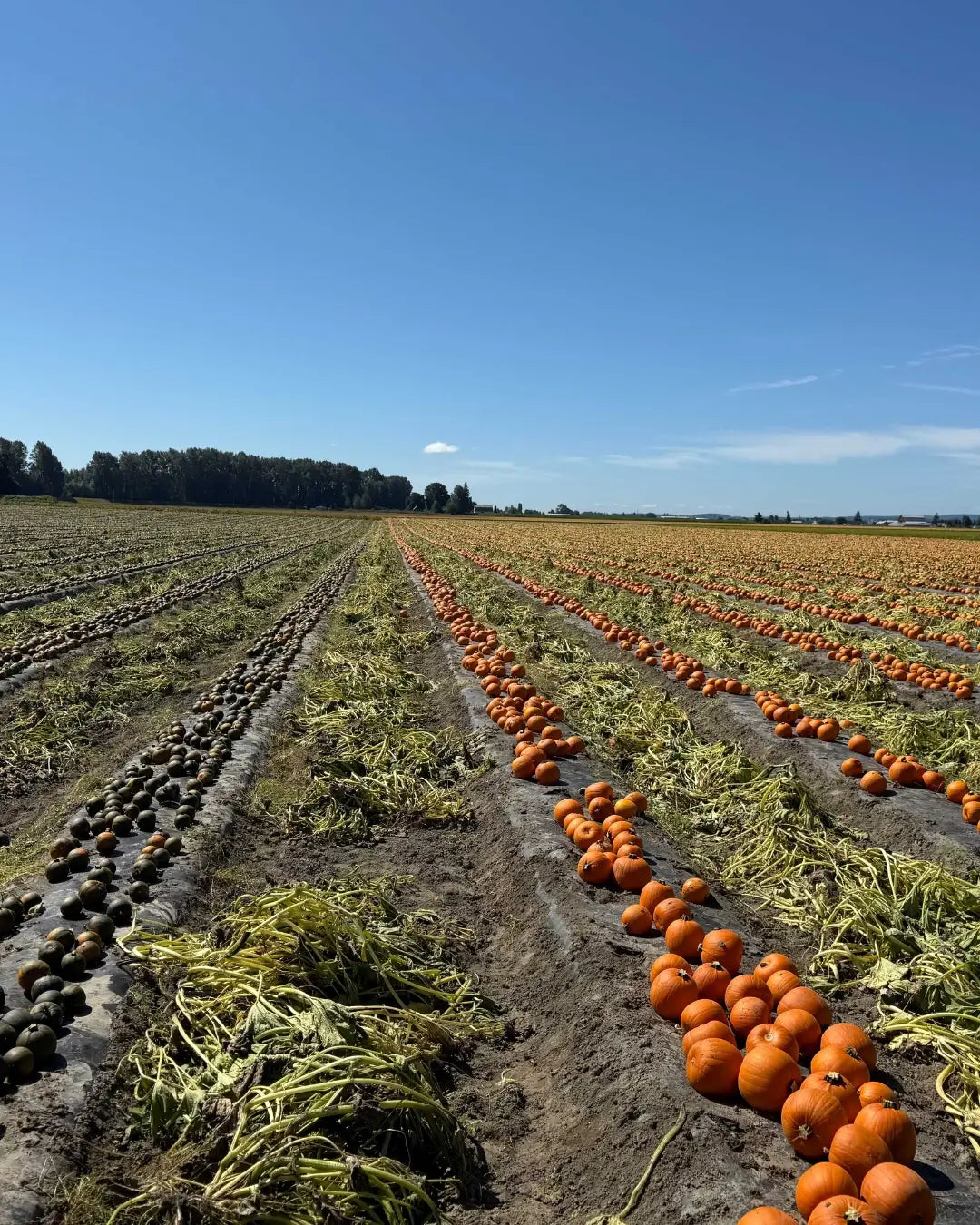 What Do Pumpkin Plants Look Like at Every Stage of Growth