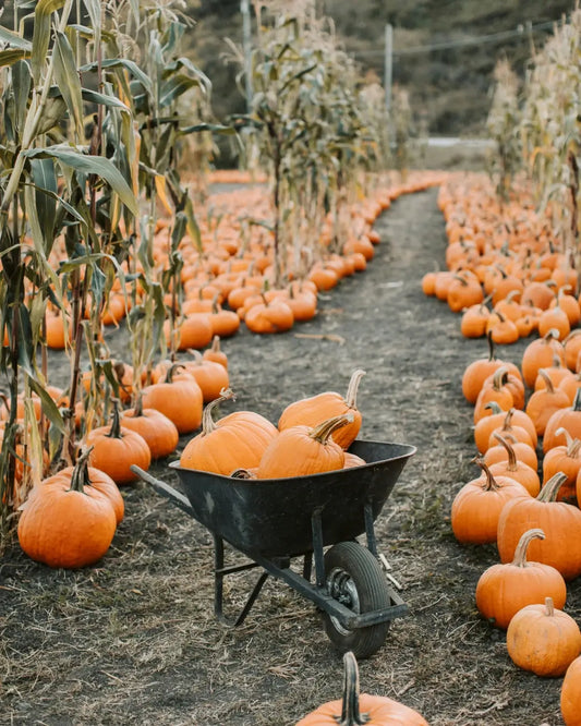 What a Successful Pumpkin Farm Knows Before the Pumpkin Patch Is Planted