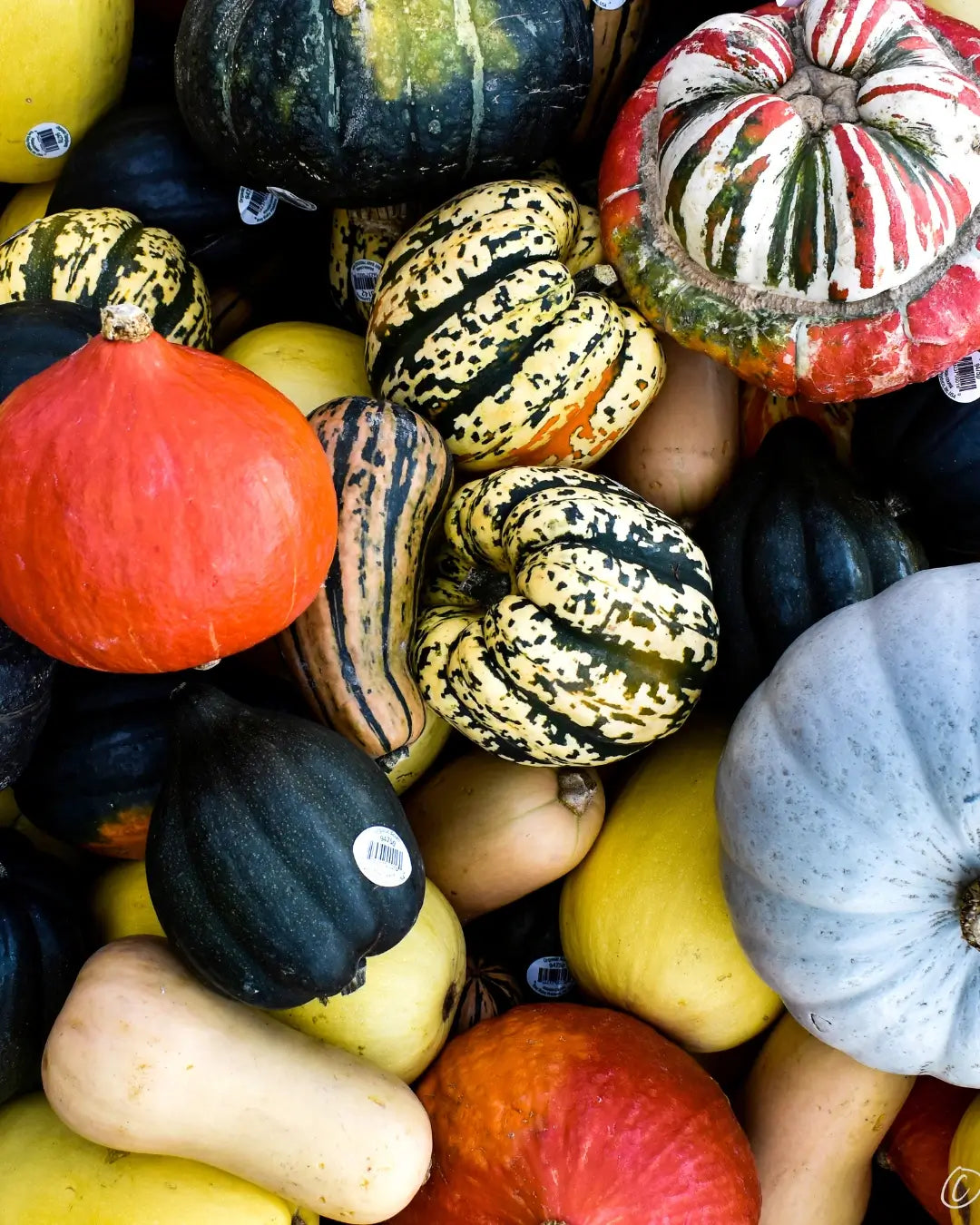 What Makes a Pumpkin Variety Special Before It’s Ever Planted