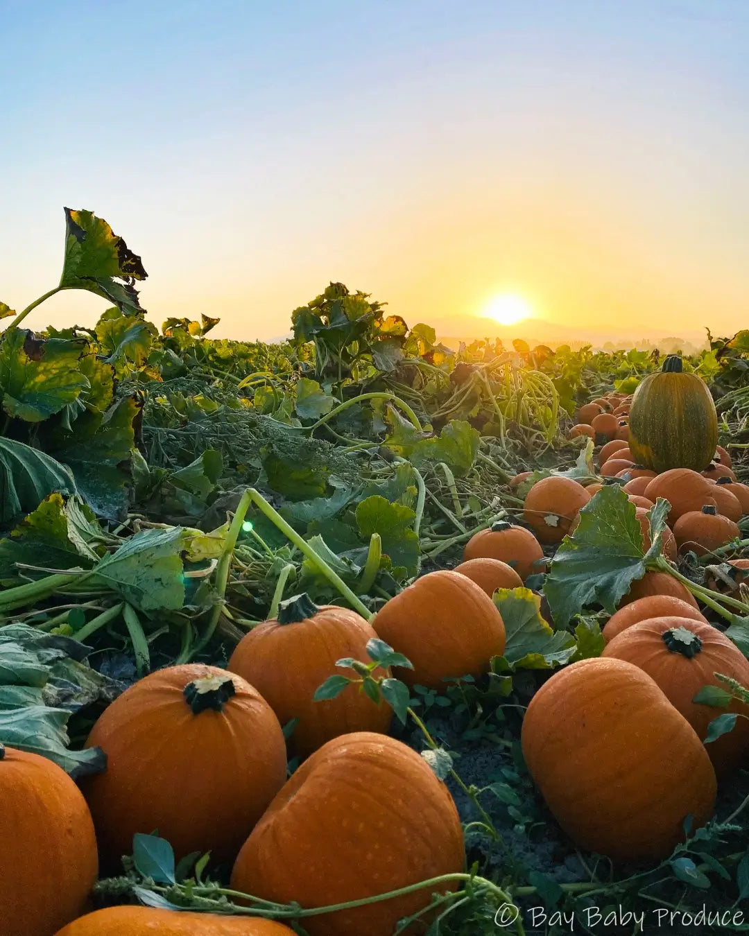 Why Growing Pumpkins Is About Patience, Not Just Planting