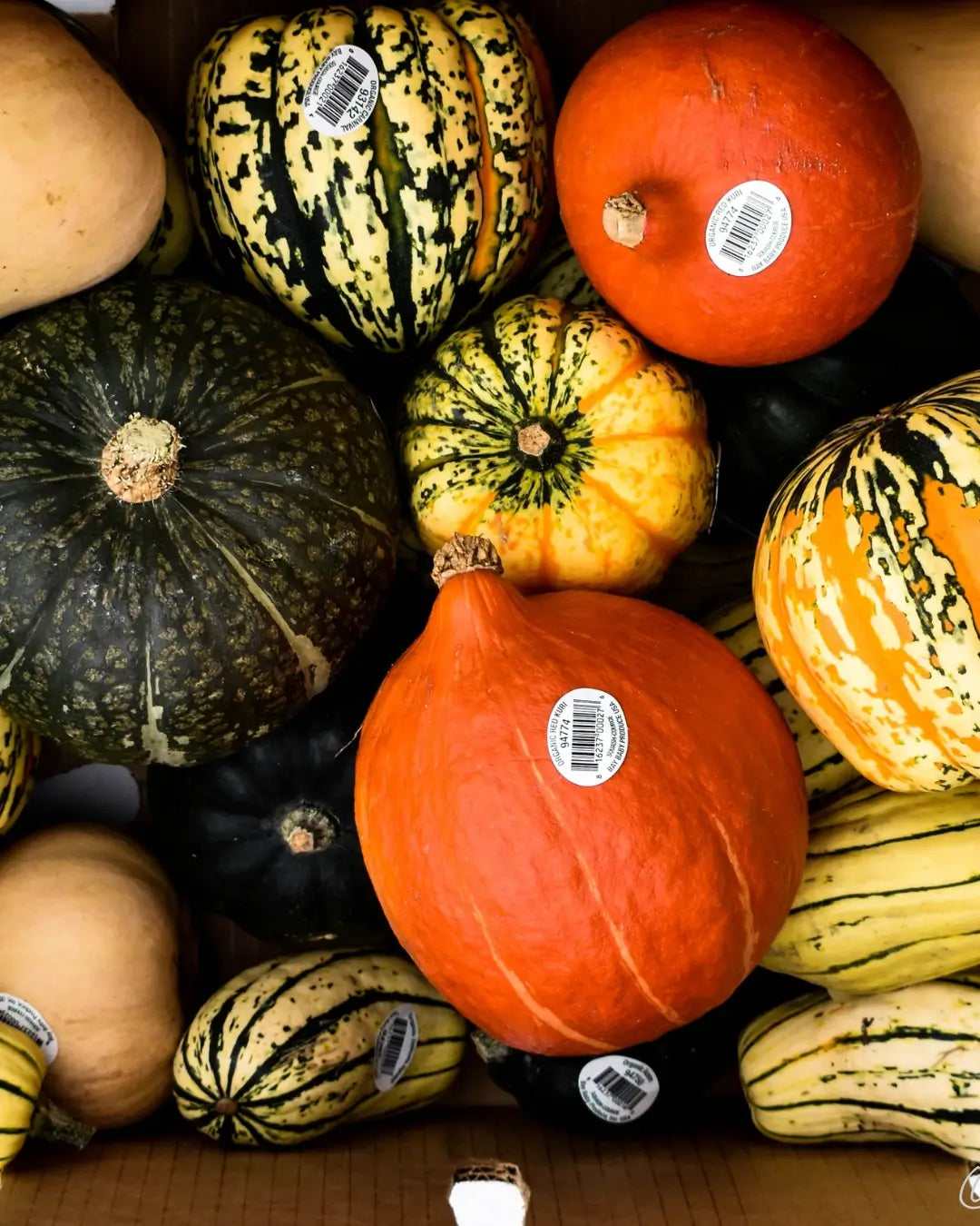 Why Squash Deserves a Spot in Every Early Garden Plan