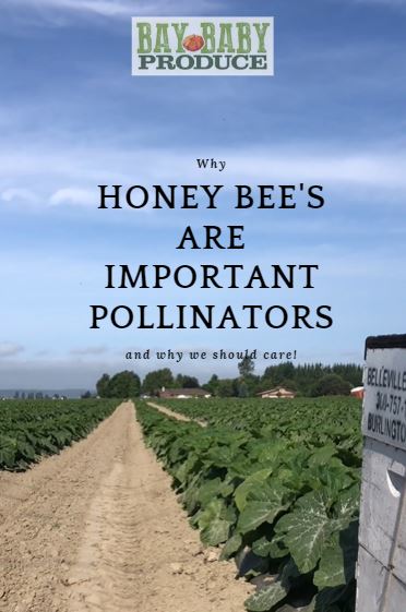 Why Honey Bees are Important Pollinators, and Why We Should Care!