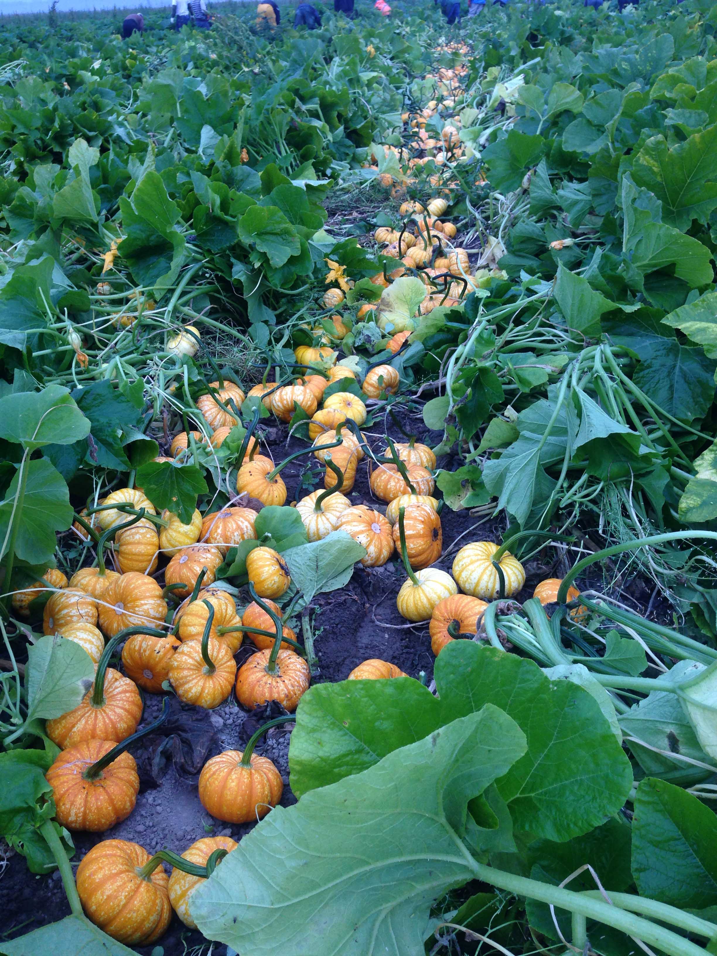 Garden with rows of small pumpkins among green leaves