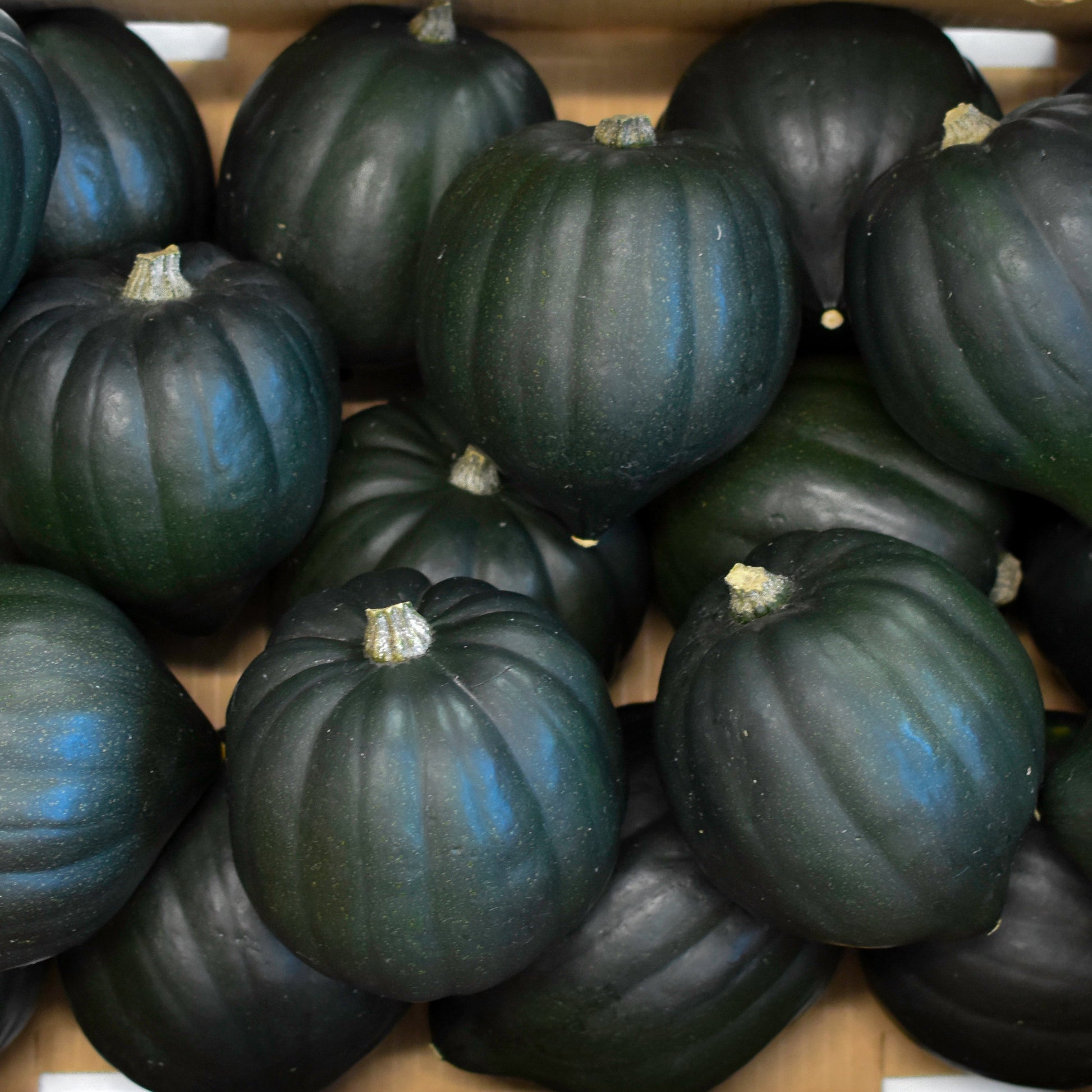 Box of black pumpkins on a white background