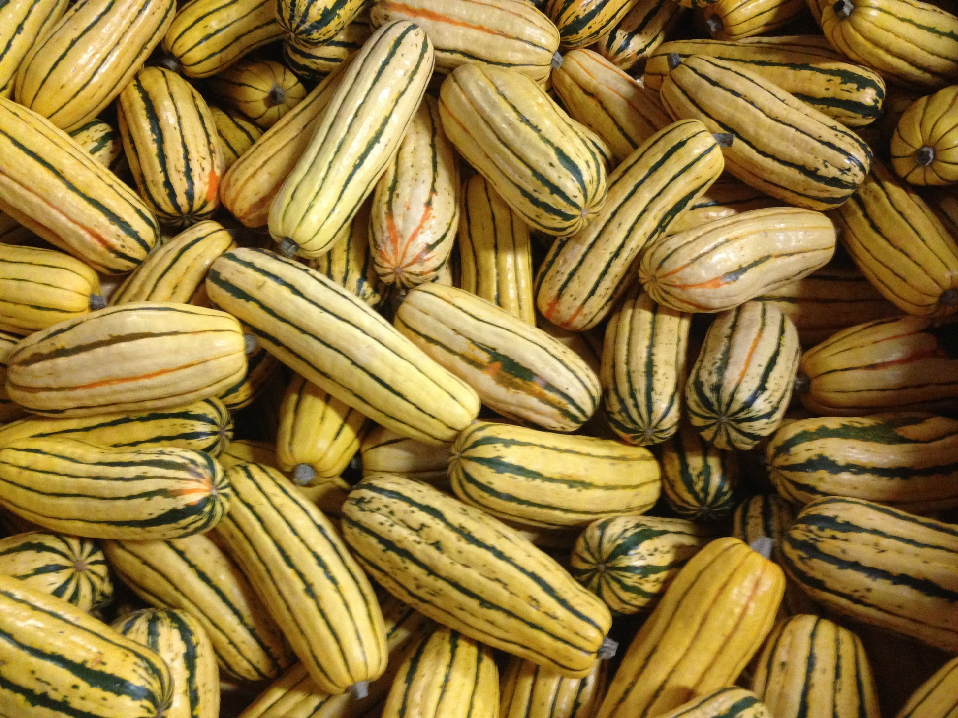 Close-up of striped gourds with yellow and green pattern