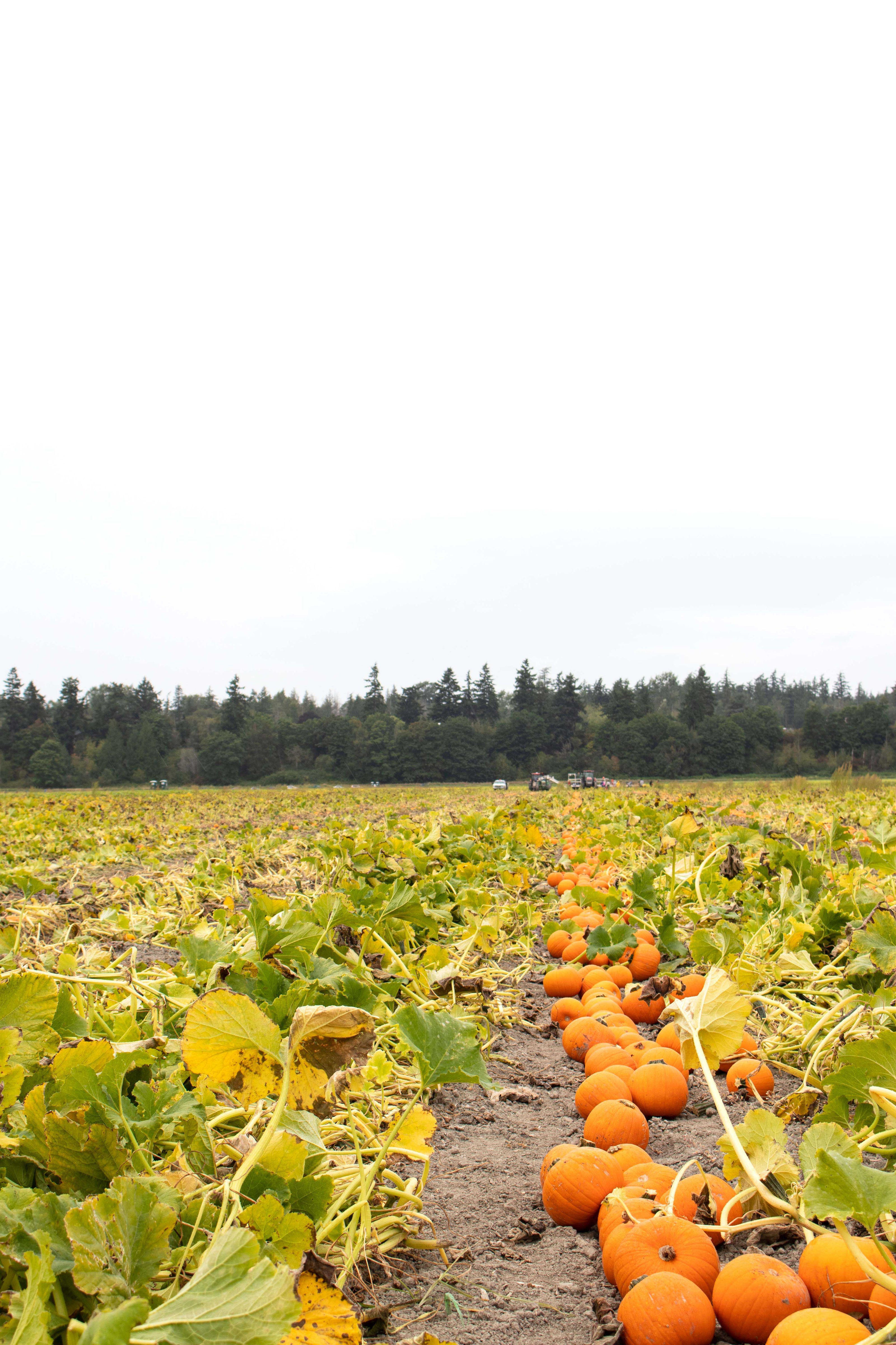 Row of pumpkins in a field with trees in the background
