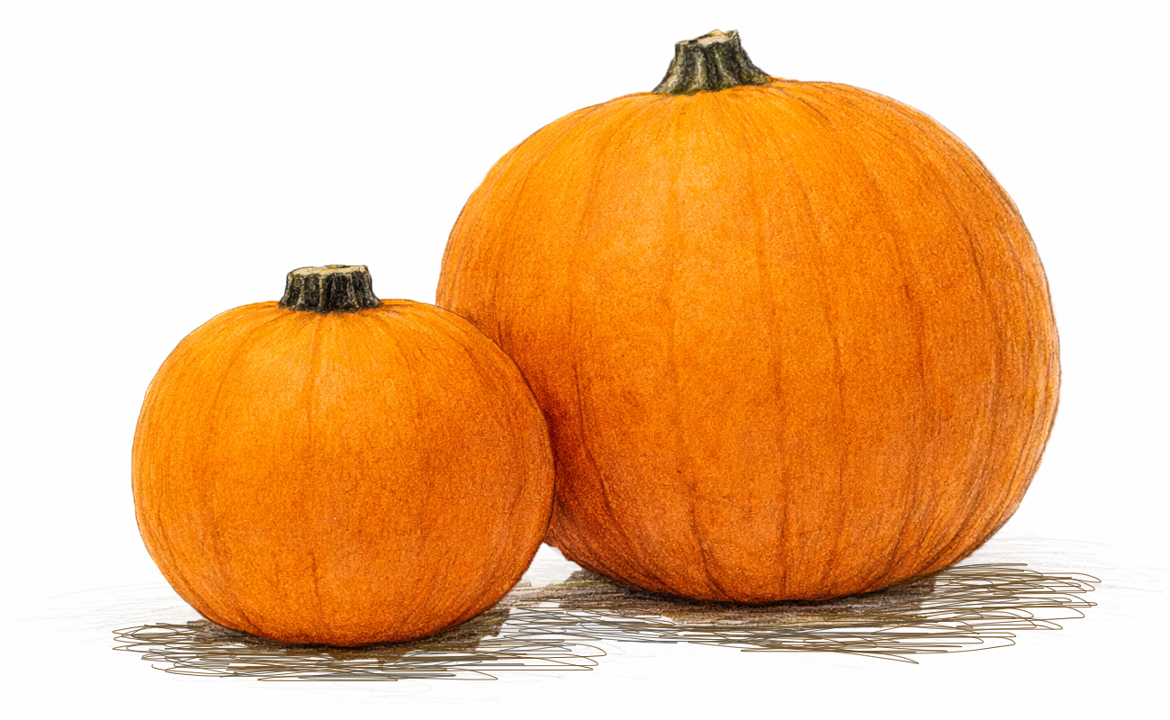 Two pumpkins on a white background