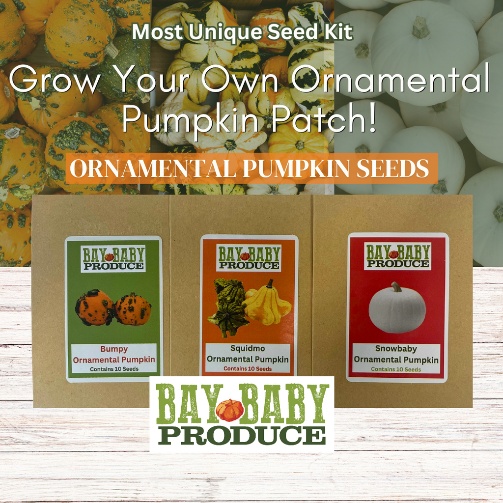 Ornamental Pumpkin Seeds - Most Unique: Bumpy, Squidmo, and Snowbaby
