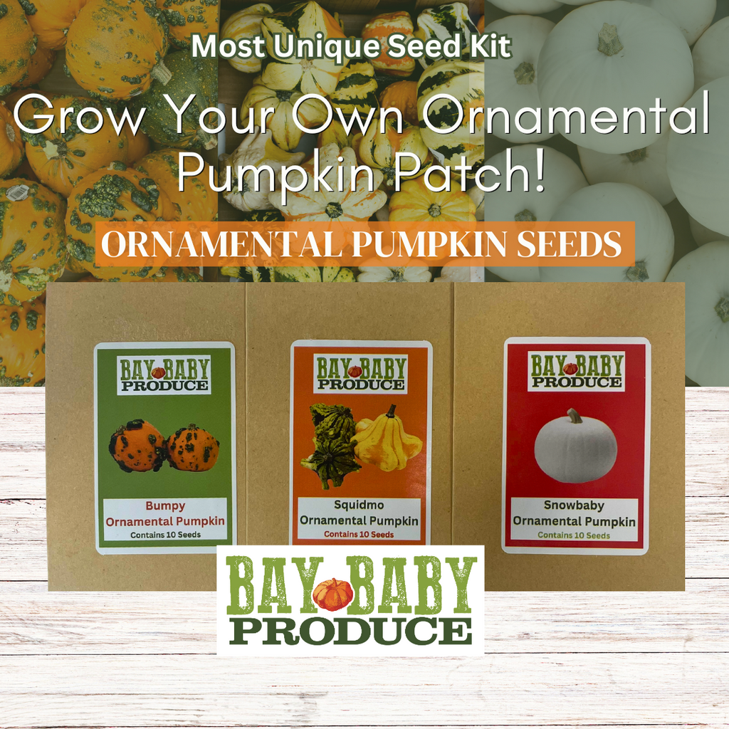 Ornamental Pumpkin Most Unique Seeds: Bumpy, Squidmo and Snowbaby