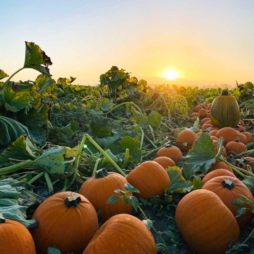 Pumpkin patch with pumpkins at sunset