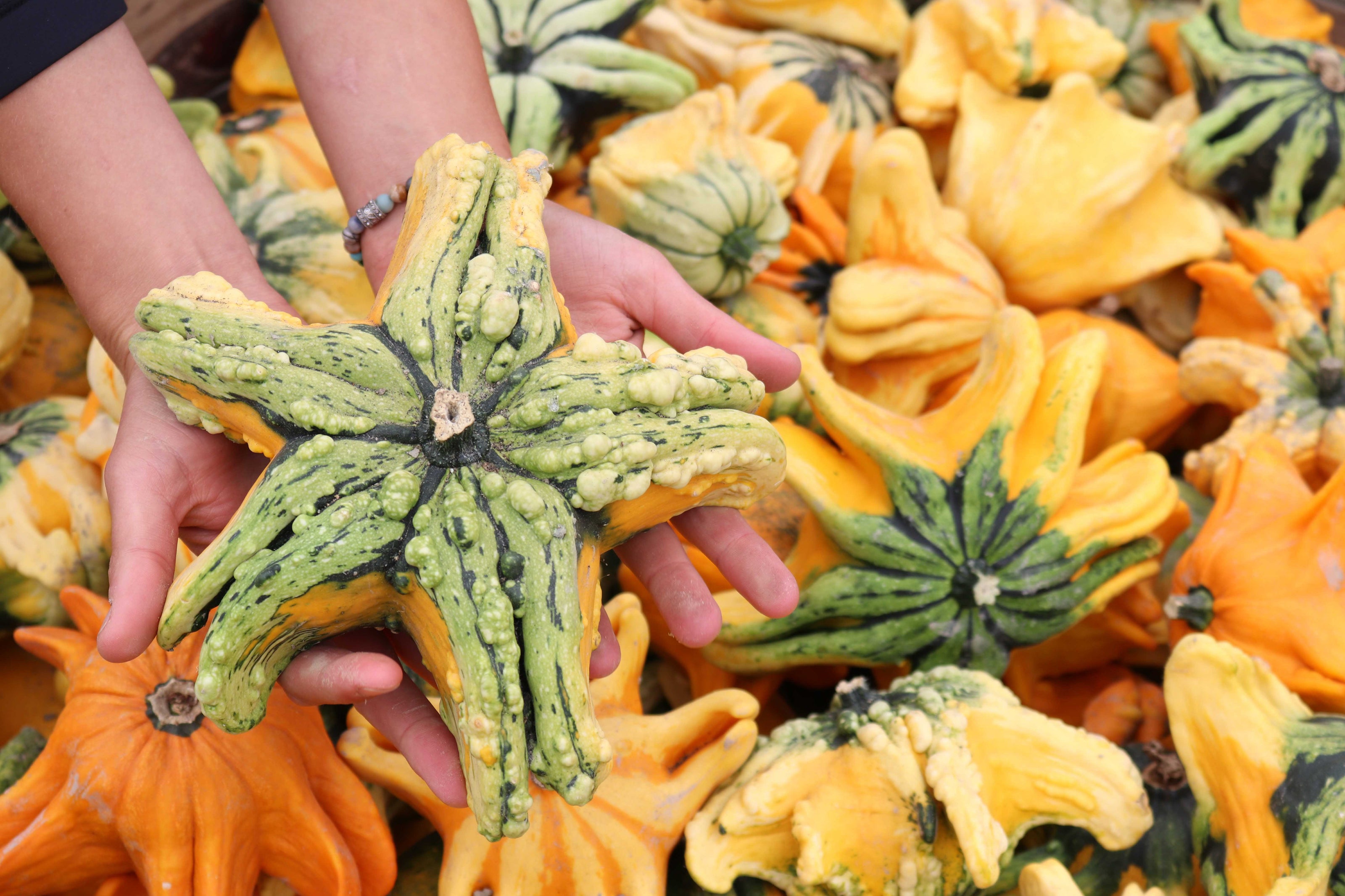 Person holding a green star-shaped gourd among other colorful gourds.