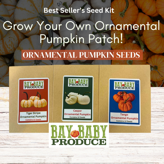 Ornamental Pumpkin Seeds - Best Sellers: Tiger Stripe, Casper, and Tango