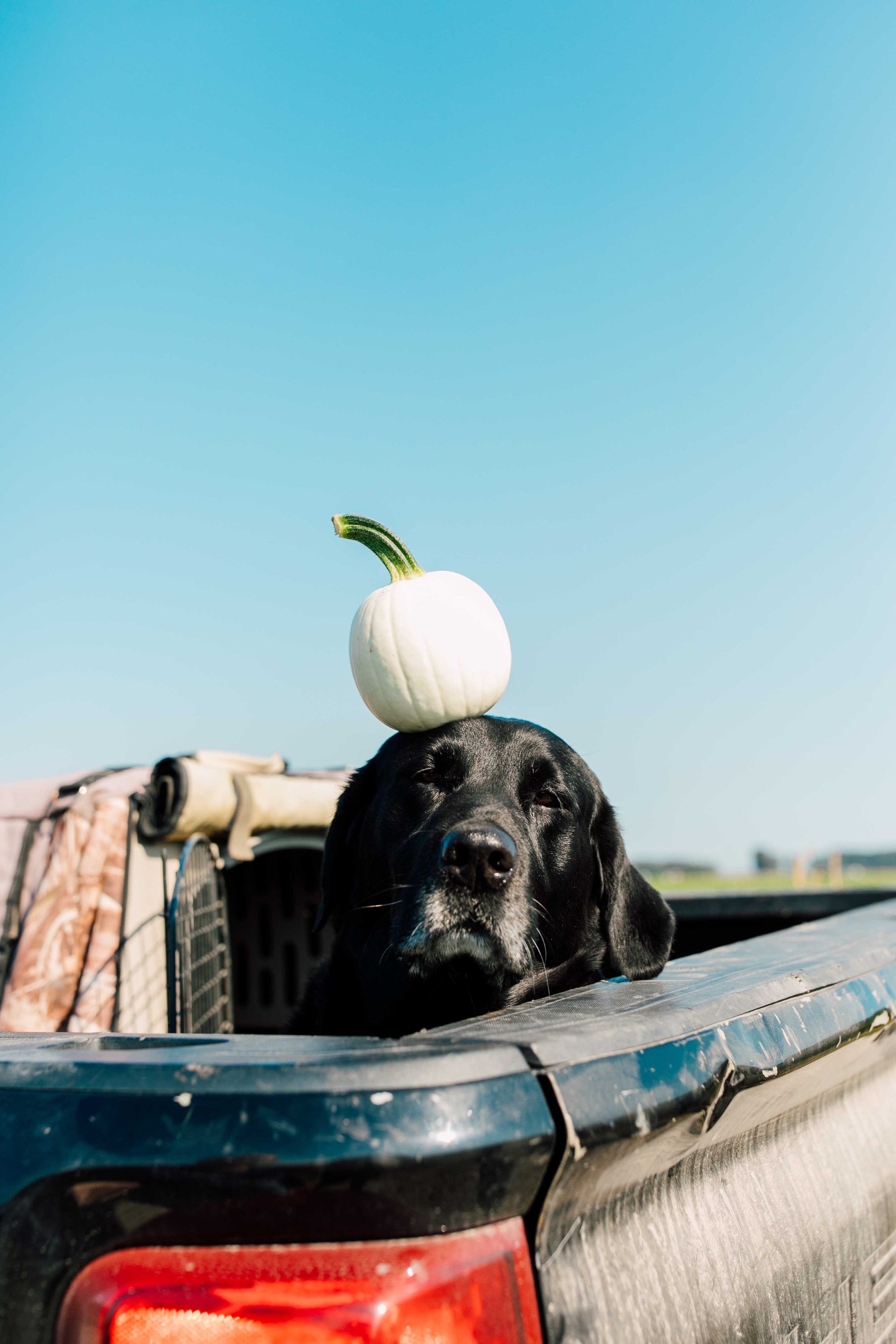 Dog with a small pumpkin on its head in the back of a pickup truck against a clear blue sky.