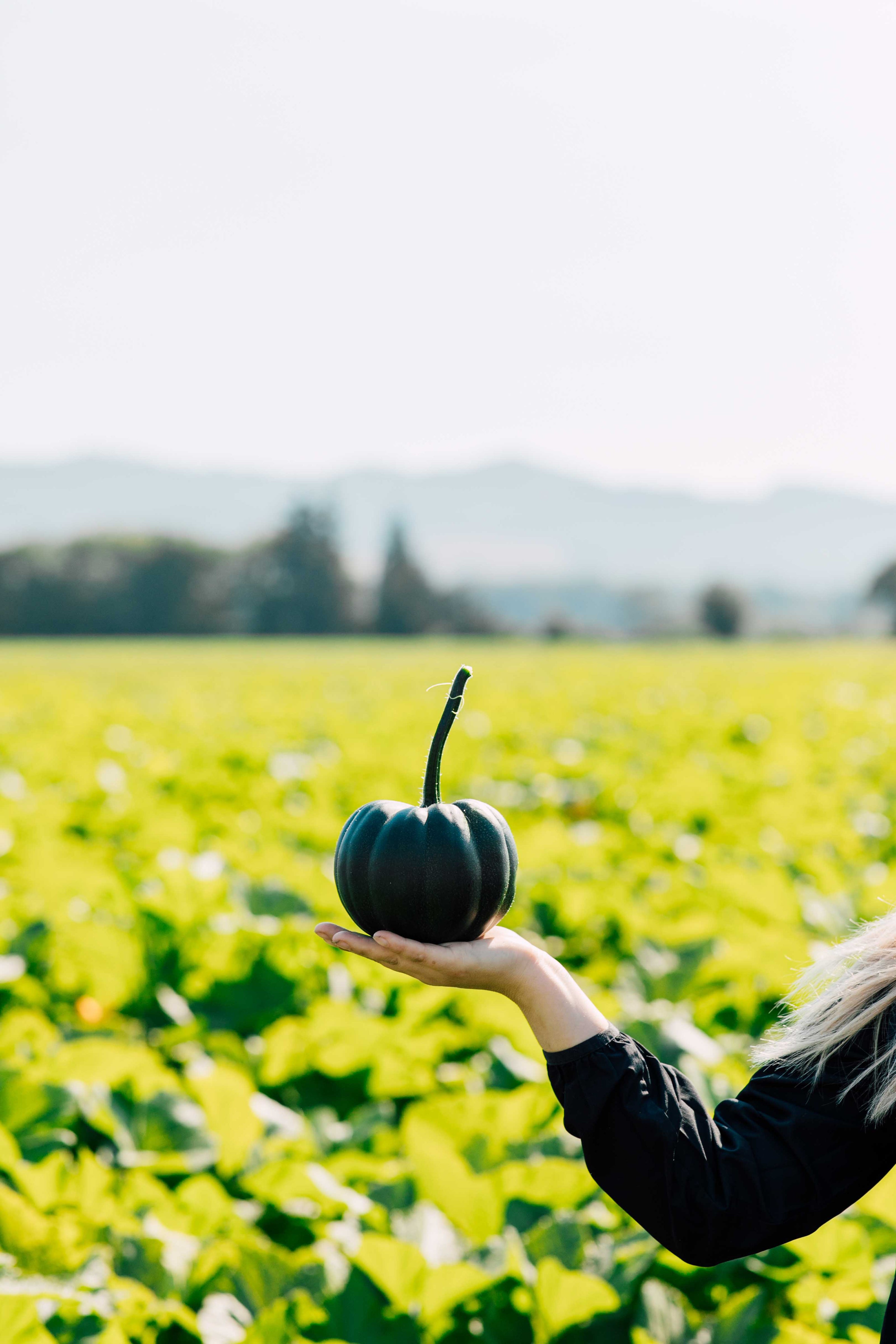 Person holding a green pumpkin in front of a field with trees and mountains in the background