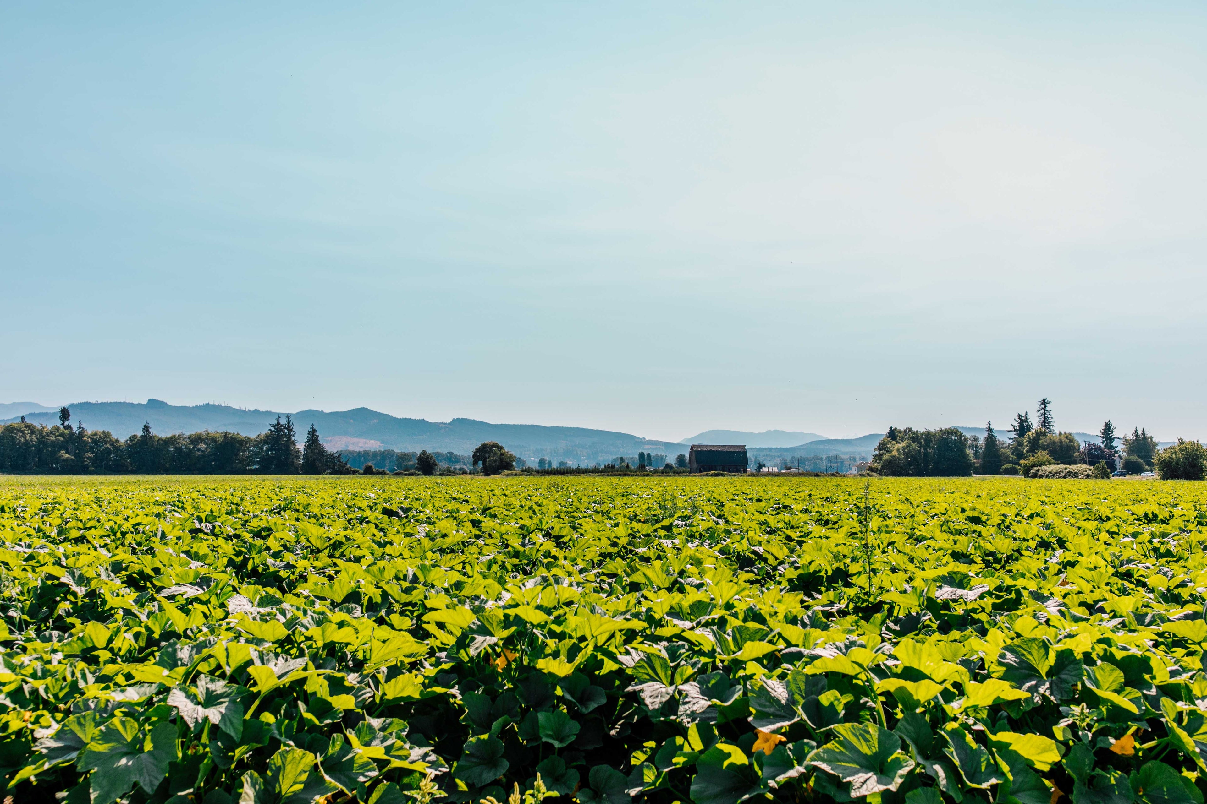 Green field with trees and mountains in the distance under a clear blue sky.