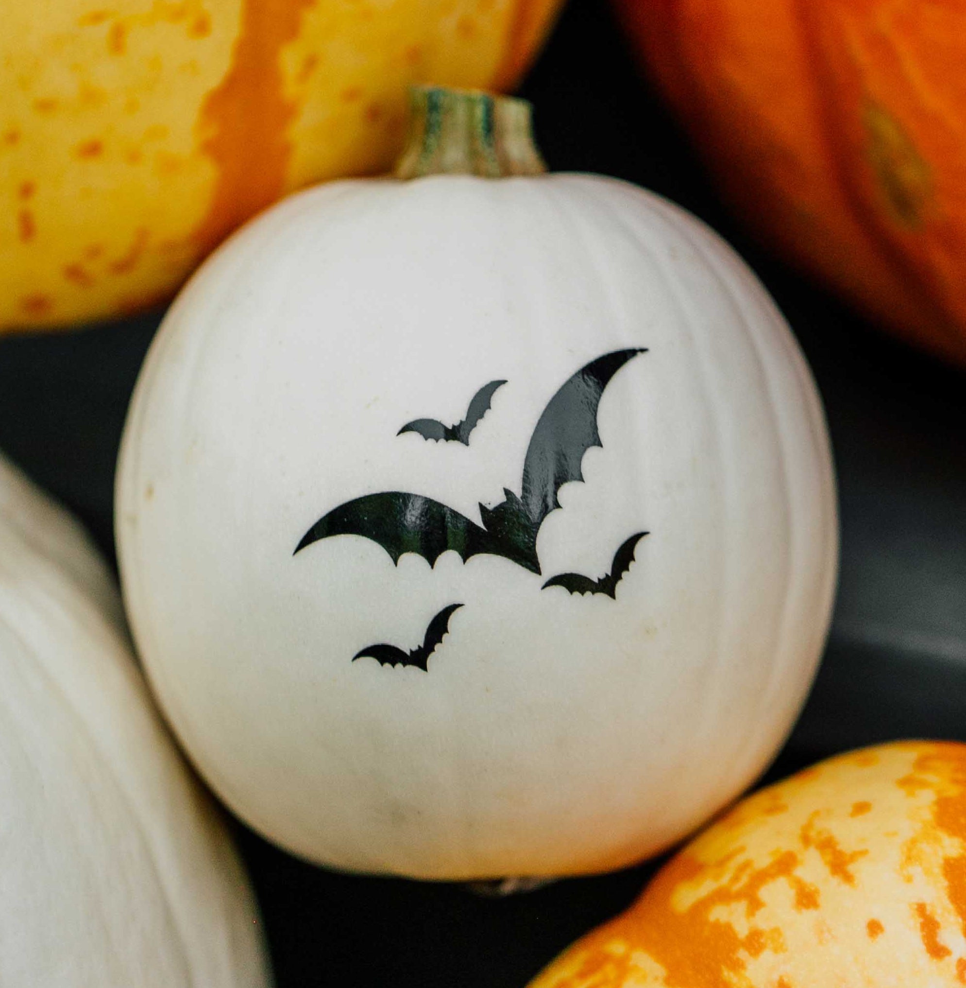 White pumpkin with bat designs surrounded by other pumpkins.